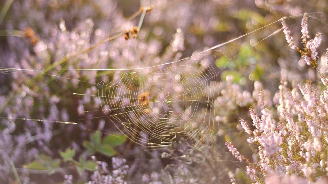 Stały lokator ogrodów