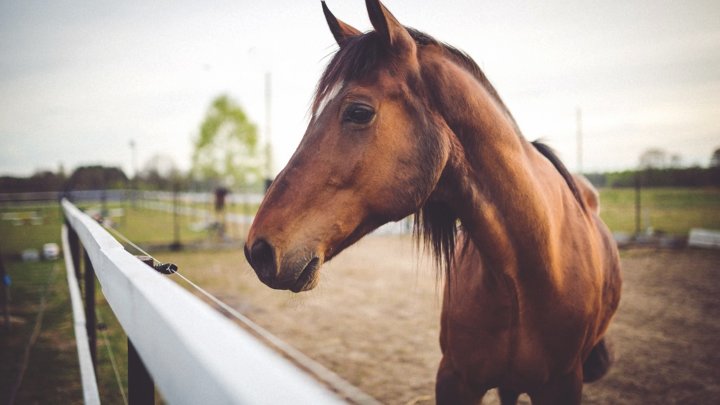 Jak prawidłowo pielęgnować swojego konia i sprawować nad nim opiekę?